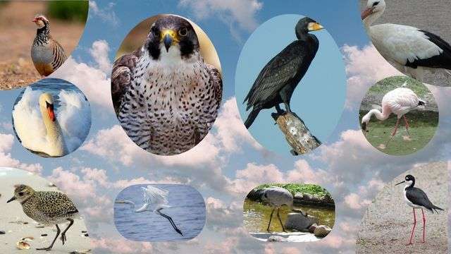 bandeau oiseaux sauvages 3